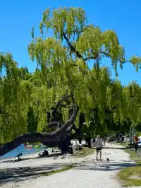 live圖 | 新西蘭人這該死的鬆弛感