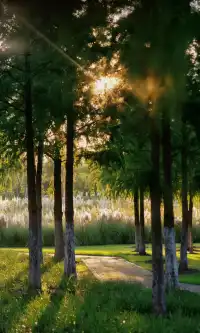 10.17上海小眾粉黛公園沒想到這麼美!!