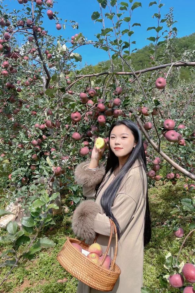 瀘沽湖小眾路線|體驗糖心蘋果採摘 瀘沽湖小眾路線|體驗糖心蘋果採摘