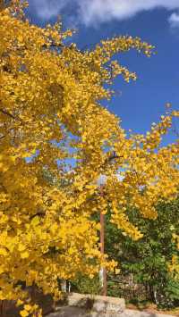 秋遊必看青島-威海-煙台玩樂全攻略