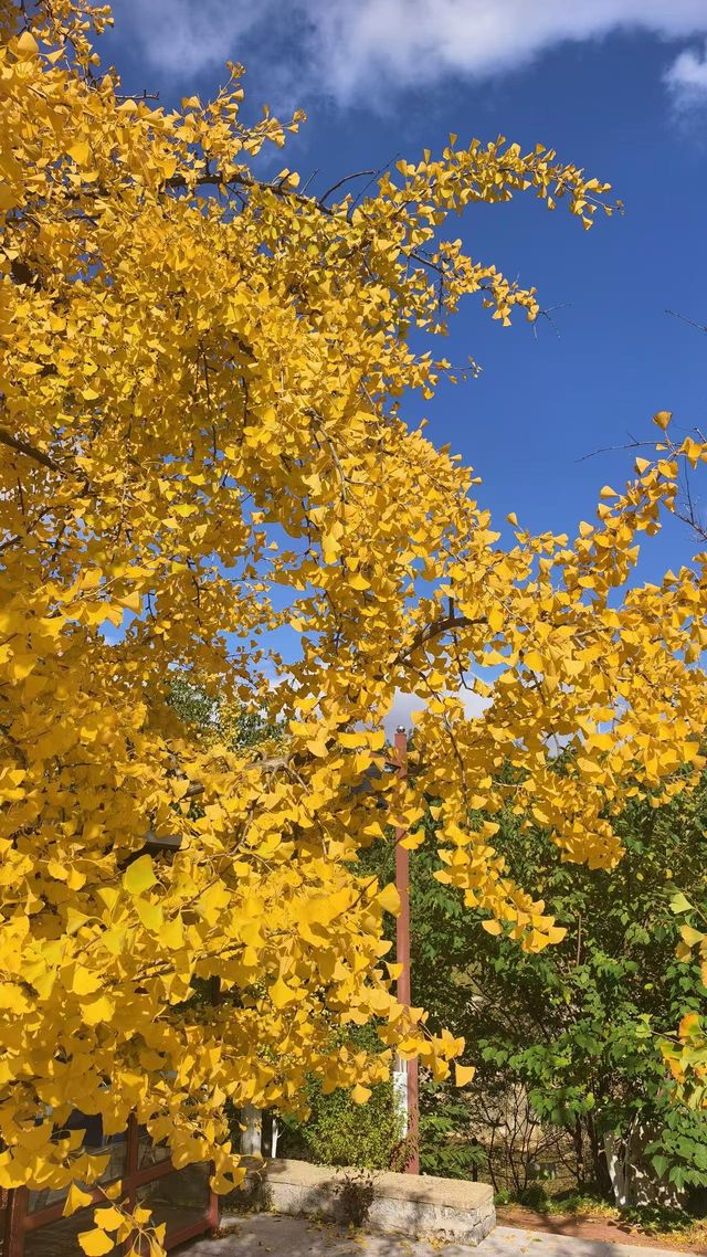 秋遊必看青島-威海-煙台玩樂全攻略 秋遊必看青島-威海-煙台玩樂全攻略