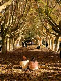 西安秋日限定浪漫已上線