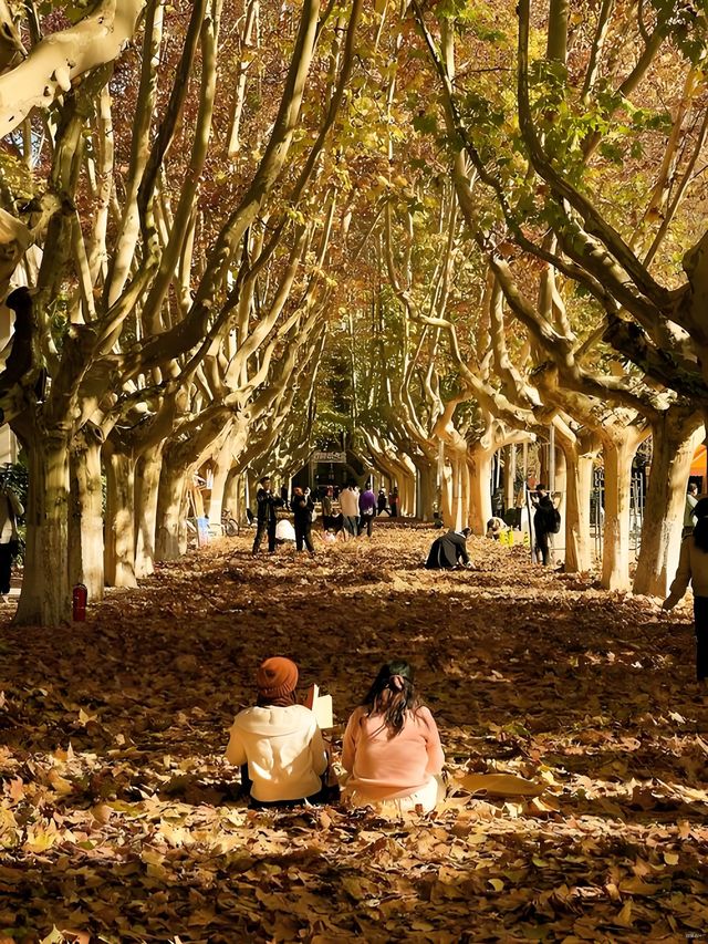 西安秋日限定浪漫已上線 西安秋日限定浪漫已上線