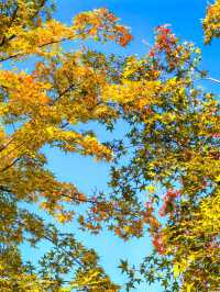 唐山人民公園賞楓攻略！市區10分鐘直達，紅葉紅成童話