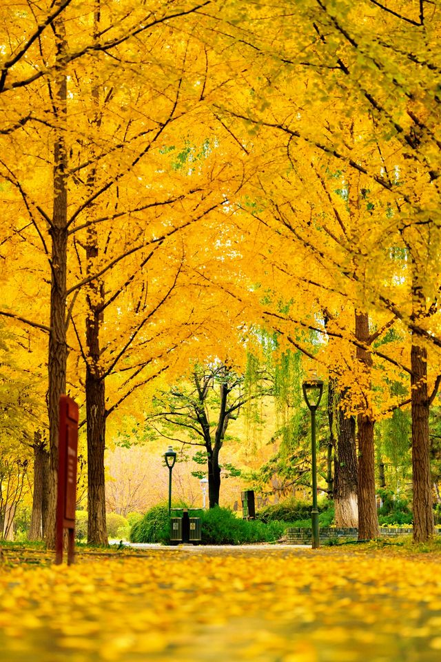 帝都秋色必打卡地