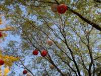 Tang Paradise: A Must-See Day & Night Experience in Xi'an