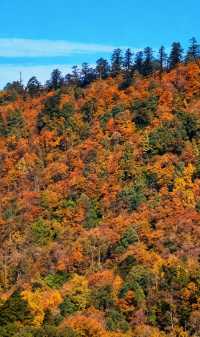 成都周邊2.5h，秋日童話限時返場！