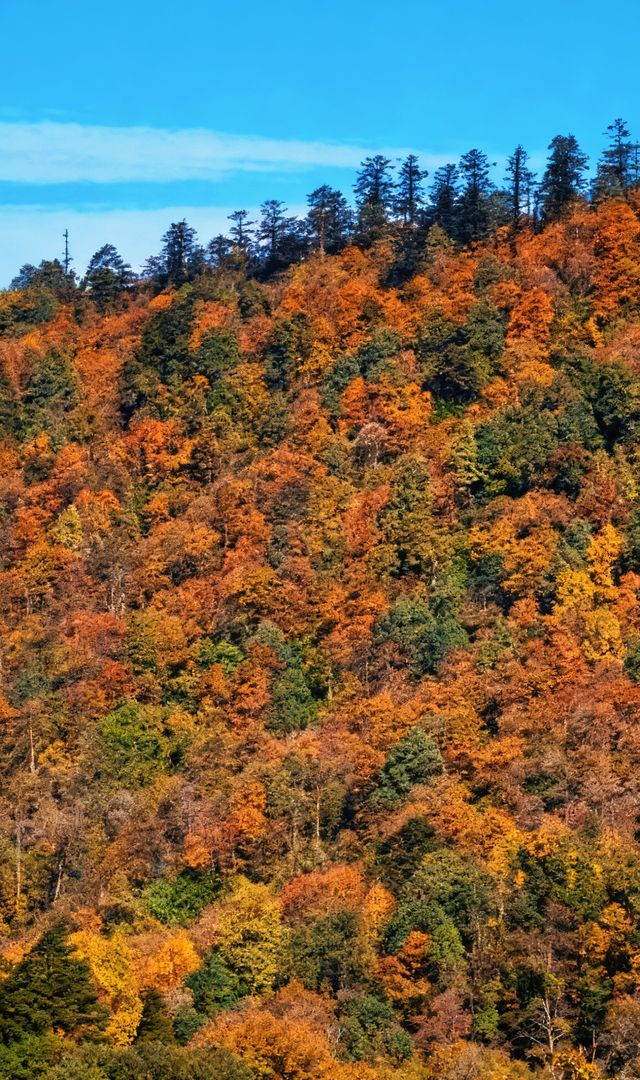 成都周邊2.5h，秋日童話限時返場！