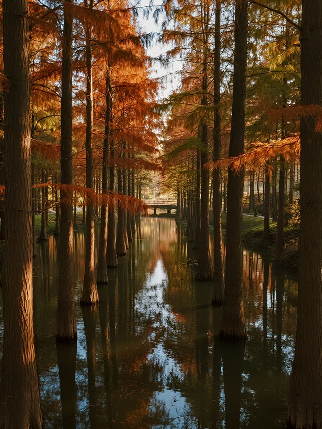 帶娃逛南京秋景！免費又好拍的10個地方