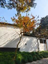 醉白池公園,白牆黛瓦間,一樹火紅的烏桕,絕美