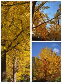 會澤的秋，打翻了的調色盤