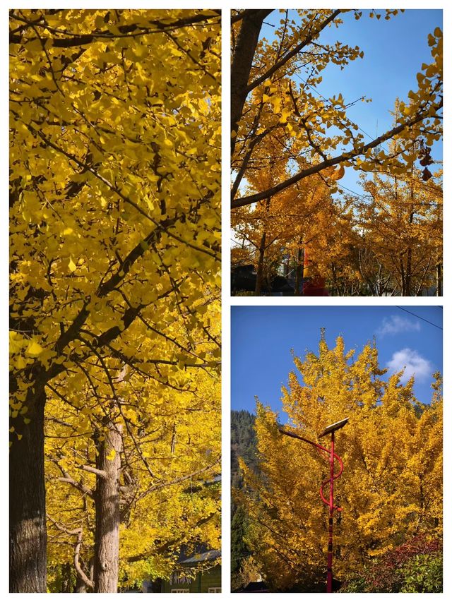 會澤的秋，打翻了的調色盤