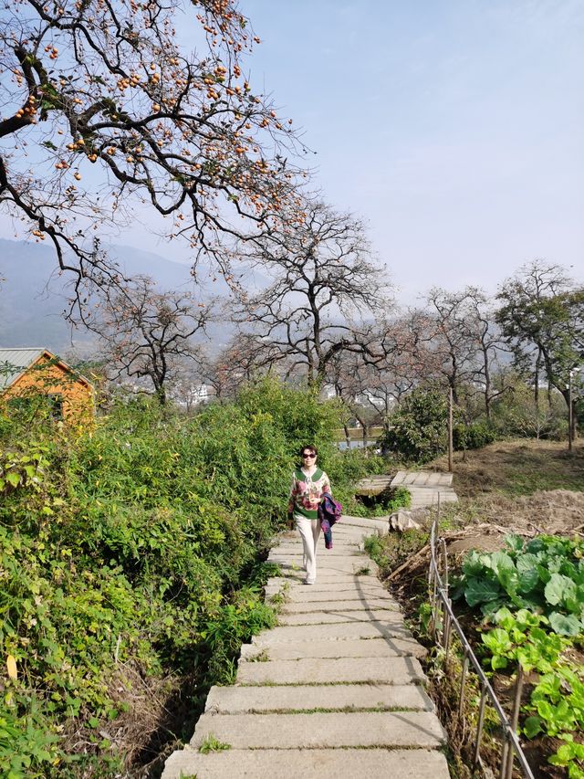 令人驚艷的賞秋之地——中國甜柿第一村 令人驚艷的賞秋之地——中國甜柿第一村