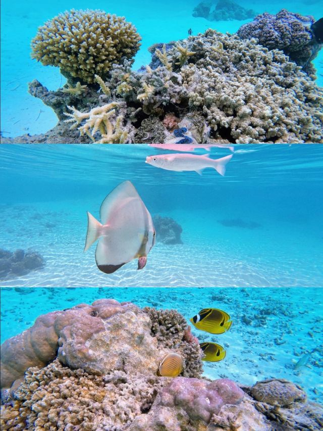 海島界的愛馬仕！波拉波拉島5天4晚擺爛攻略，躺平都能美出片