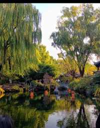 濟南趵突泉賞菊記｜三股清流滿園秋色太治癒了！