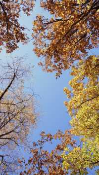 亞布力秋染五花山，暖居枕雪待晴光