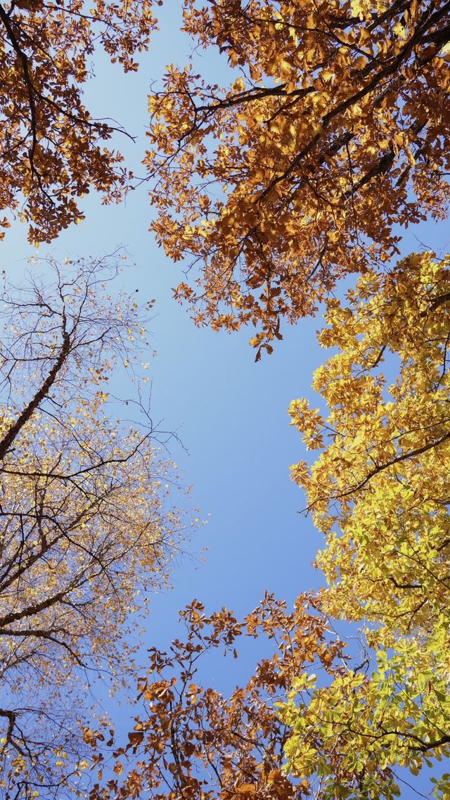 亞布力秋染五花山，暖居枕雪待晴光