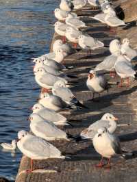 青島冬日元氣旅拍：與西伯利亞海鷗撞個滿懷