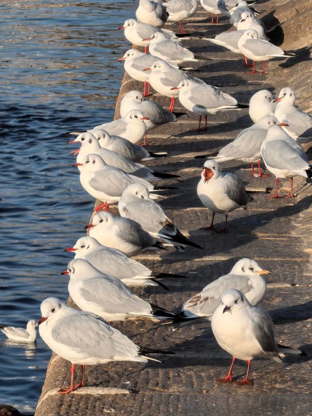 青島冬日元氣旅拍：與西伯利亞海鷗撞個滿懷