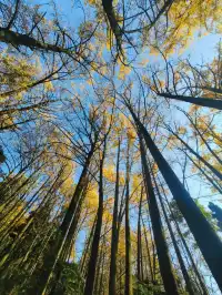 都江堰靈巖寺最容易領的獎牌