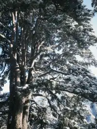 雪落終南｜南五臺初雪徒步攻略 美到窒息