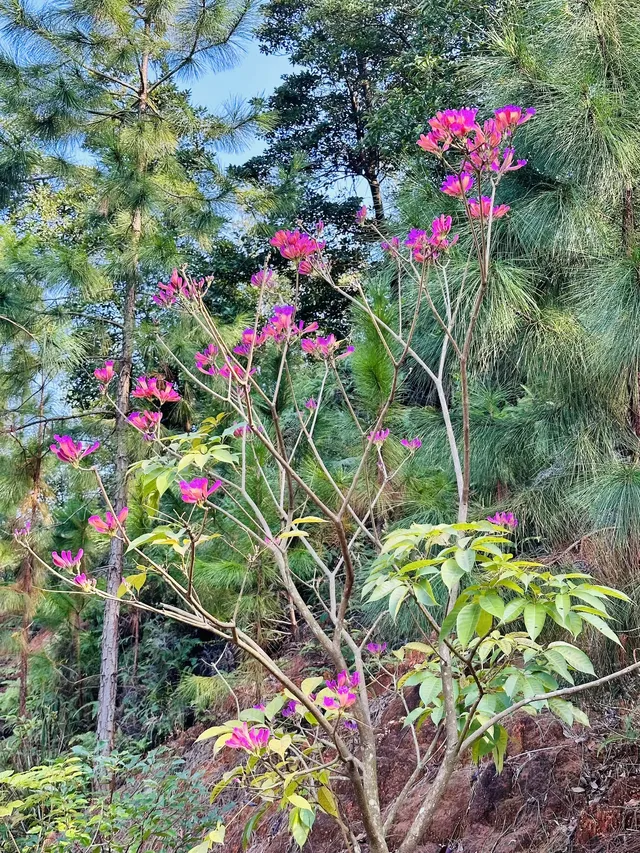 每週一山｜藏在江門的治癒系神山！