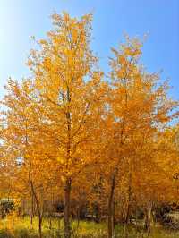 12日玩新疆南疆阿克蘇+喀什+庫爾勒這樣規劃