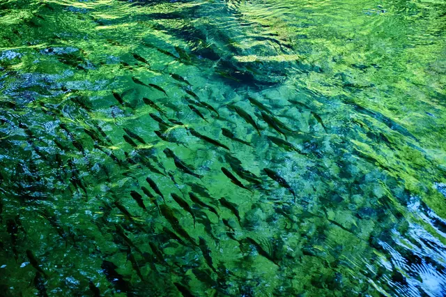 🫧荔波·小七孔地球上的綠寶石🟢