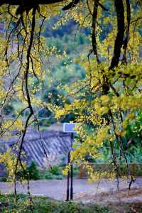 最美銀杏古村拍大片