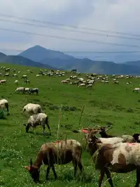 七月的抓喜秀龍草原