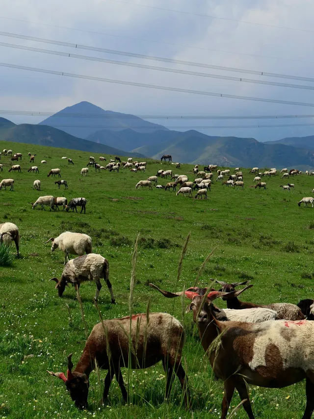 七月的抓喜秀龍草原