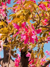 橫琴|一片粉海櫻花木棉很好看