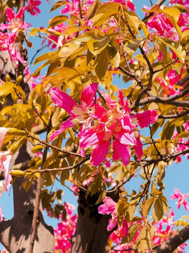 橫琴|一片粉海櫻花木棉很好看 橫琴|一片粉海櫻花木棉很好看