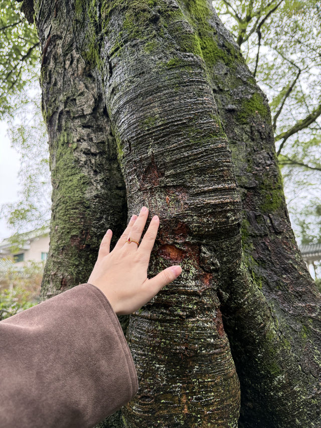 重慶散步|十一月依舊翠綠的鵝嶺公園 重慶散步|十一月依舊翠綠的鵝嶺公園