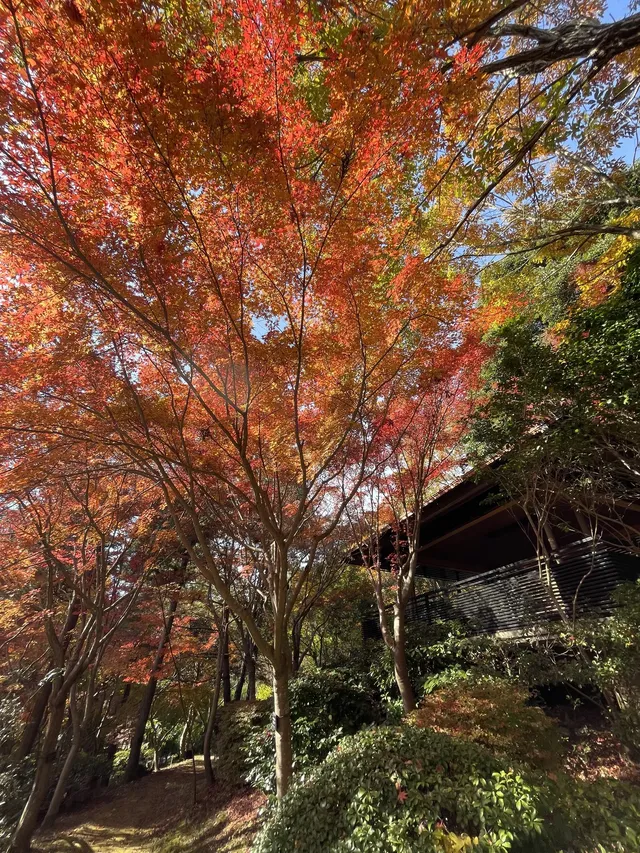 名古屋紅葉 東山植物園2025.11.27 名古屋紅葉 東山植物園2025.11.27