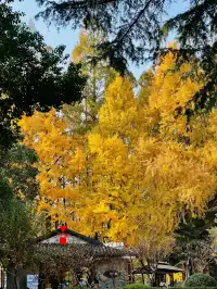 11.30蘇大銀杏實況|想要的色彩這都有
