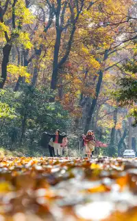 人你好,我是靈谷寺的咪,來看看我和秋天嗎
