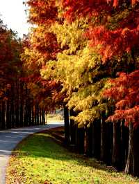 水上森林秋色秘境