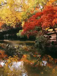 11.28上海賞楓天花板調色盤美哭