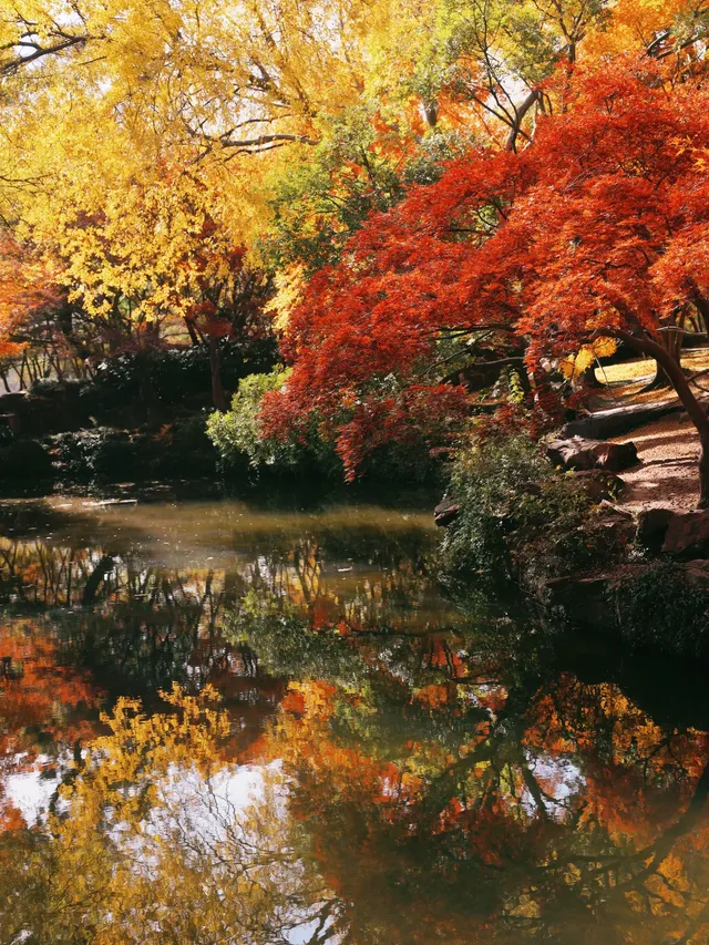 11.28上海賞楓天花板調色盤美哭 11.28上海賞楓天花板調色盤美哭