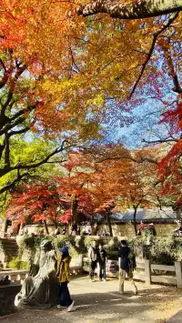 12.1號實況，青島崂山太清宮殺瘋了！