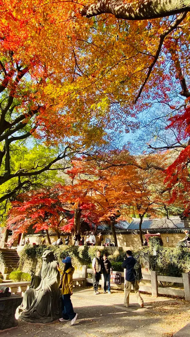 12.1號實況，青島崂山太清宮殺瘋了！