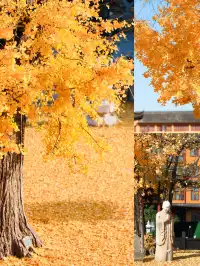 都給我衝，上海賞秋怎能少了這顆千年古銀杏