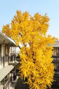 揚州的秋色真的值得專程去一趟