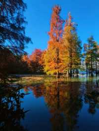 鎮江金山湖水杉林全攻略邂逅初冬童話秘境