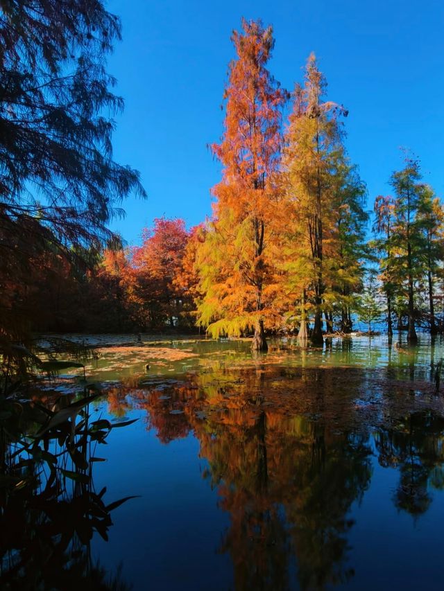 鎮江金山湖水杉林全攻略邂逅初冬童話秘境 鎮江金山湖水杉林全攻略邂逅初冬童話秘境