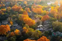 梧桐落滿頤和路,金陵秋意正濃