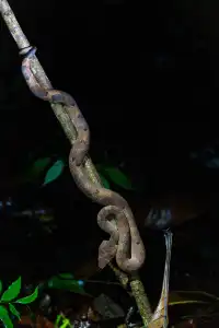 古晉十日：從山都望雨林到砂拉越河岸