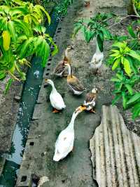 溫暖元江,放鬆心靈的原鄉!