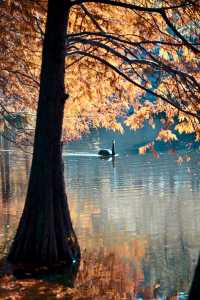 南京燕雀湖絕美水杉攻略秋日限定版油畫秘境